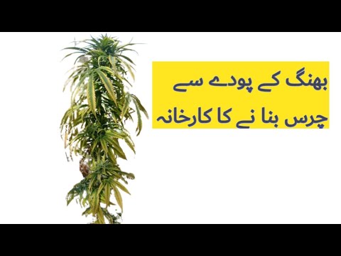 بھنگ کے پودے سے چرس کس طرح بنایا جاتا ہے |Shoaib orakzai tech