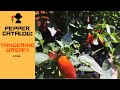 Catalogue farmer georges pepper tangerine dream 002