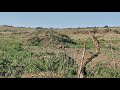 Bushbuck Walk and Stalk