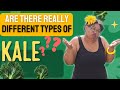 Different Types of Kale |  Weight watchers tips Weight Loss Tips, Weight Loss Journey.