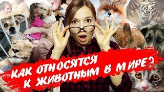 Как относятся к животным в разных странах мира?