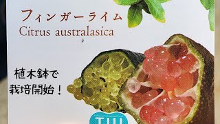 フィンガーライム栽培 植木鉢 21 11月 Youtube