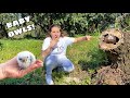 RESCUED BABY OWLS FROM CUT DOWN TREE!