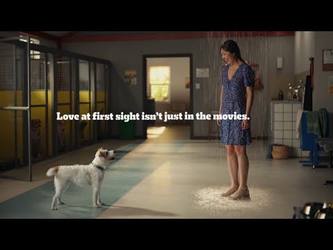 PEDIGREE® Love at First Sight Dog Adoption Ad | Rain