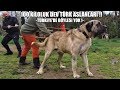 100 KİLOLUK DEV TÜRK ASLANI !(TÜRKİYE'DE BÖYLESİ YOK) giant Dog #kangal #malaklı #anadoluçobanköpeği