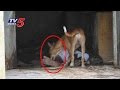 Horrific sight of dog eating dead body in Tirupati Ruia hospital