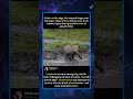 The Most Unexpected Leopard Hunt You’ll Ever See#LeopardHunt #foryou #fyp #animals #funny