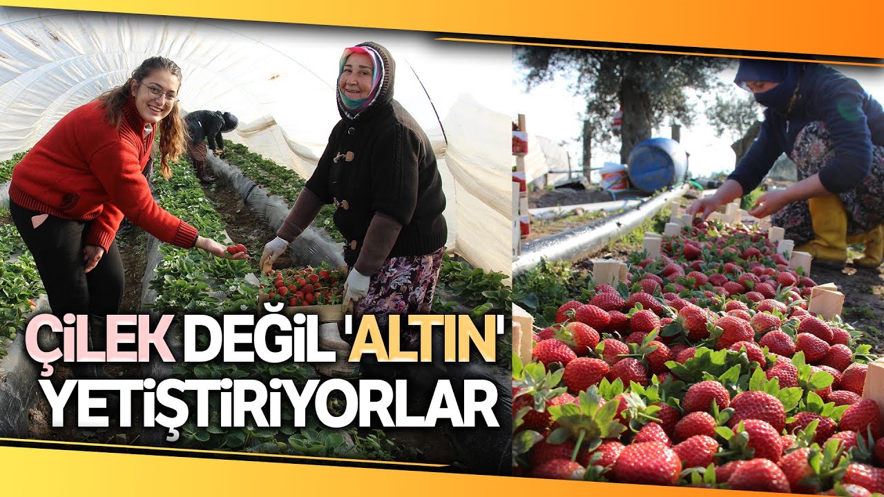 Üniversiteden Mezun Oldu Ailesiyle Çilek Üretimine Başladı: Çilek Altın Değerinde