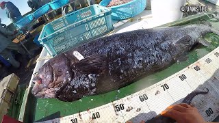 新種の巨大深海魚「ヨコヅナイワシ」を発見（JAMSTEC）