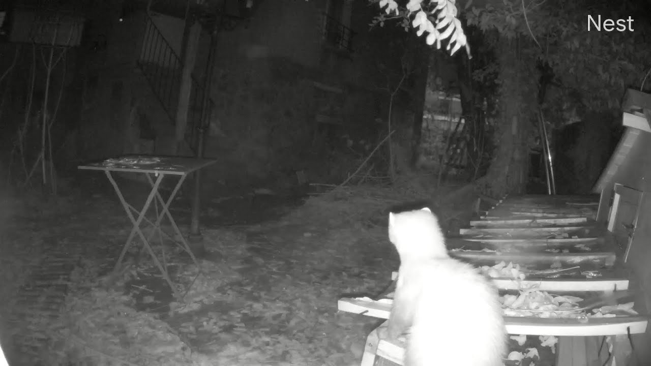 Fouine contre lapins