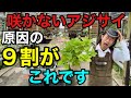 【お気をつけ下さい】実は剪定だけしても紫陽花は毎年咲きません。 【園芸超人カーメン君】【ガーデニング】【初心者】
