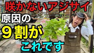 【お気をつけ下さい】実は剪定だけしても紫陽花は毎年咲きません。　【園芸超人カーメン君】【ガーデニング】【初心者】