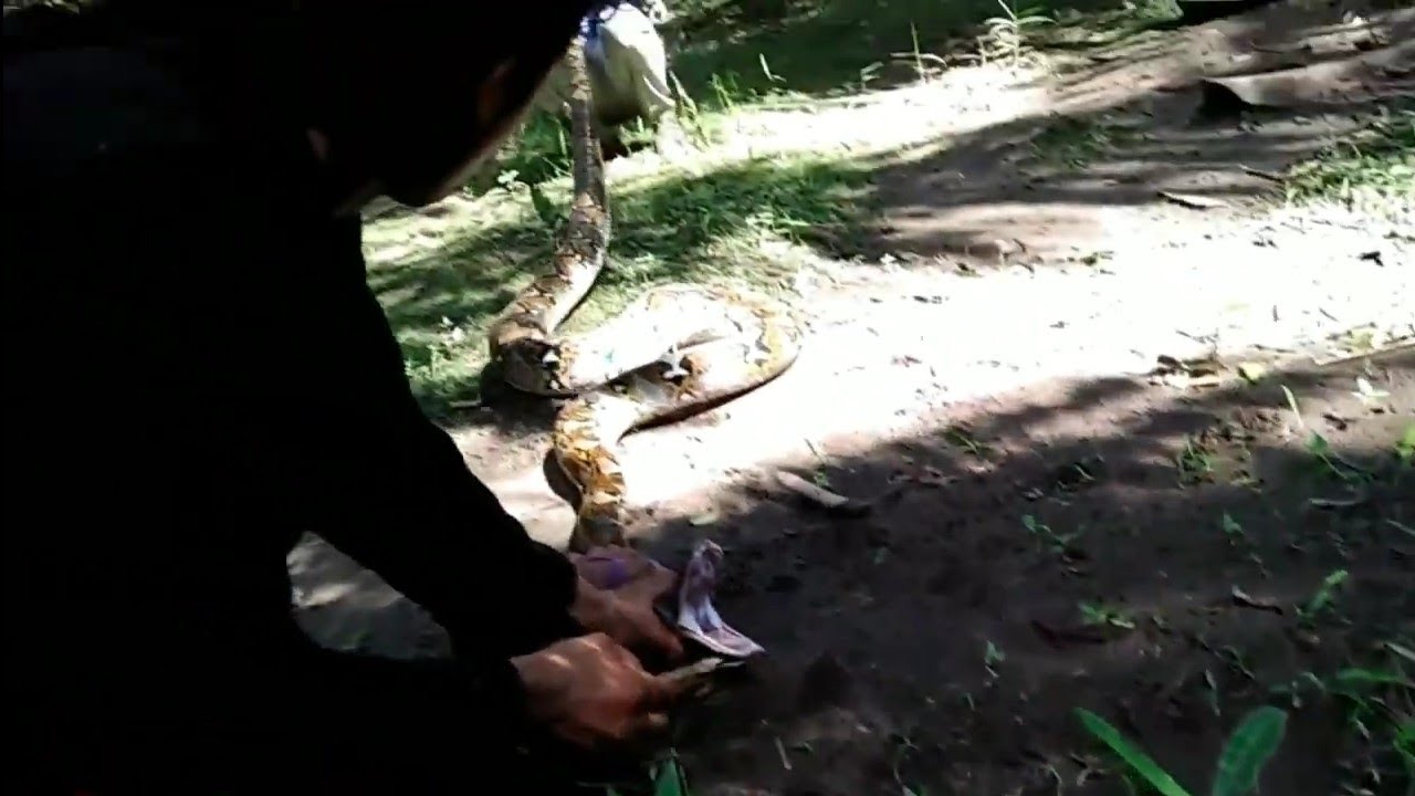 Penangkapan monster ular air tawar super besar