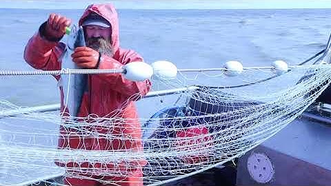 SHAZAM! SALMON gillnetting in ALASKA