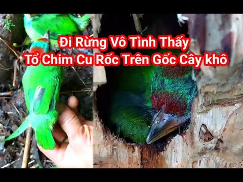 Video vào rừng vô tình thấy tổ chim cu rốc trên gốc cây... - youtube