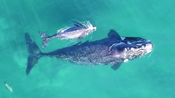 Video of the Day: Drones Measure Whales