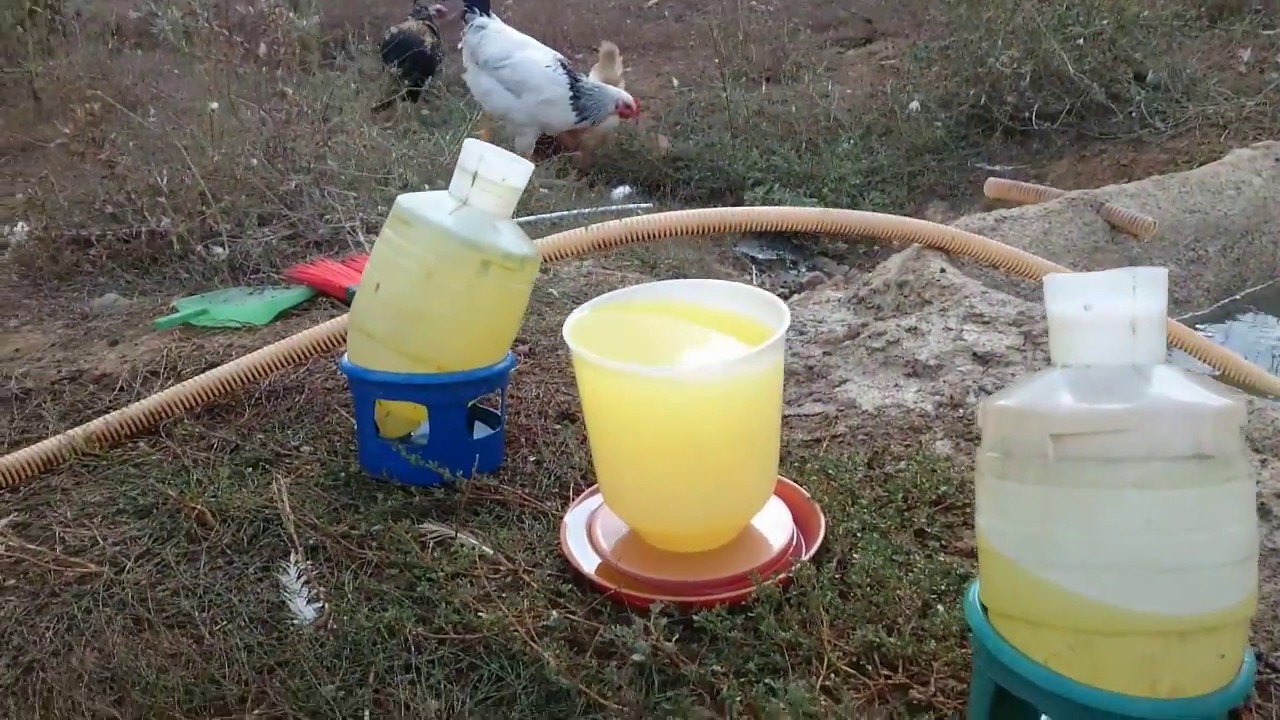 Tavuklar Hasta olmaması için önlemler