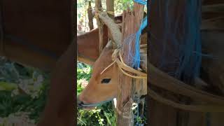 Sapi di serbu lalat