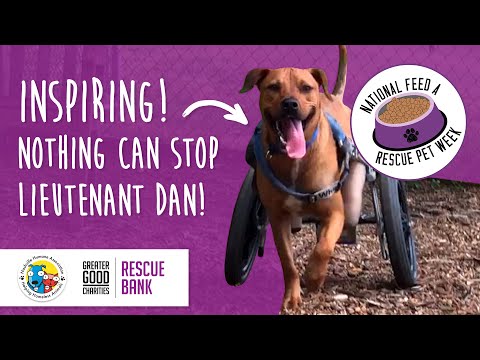 Video: Rescue Rebuild dan Nashville Humane Association Team Up To Help Neighboring Shelter