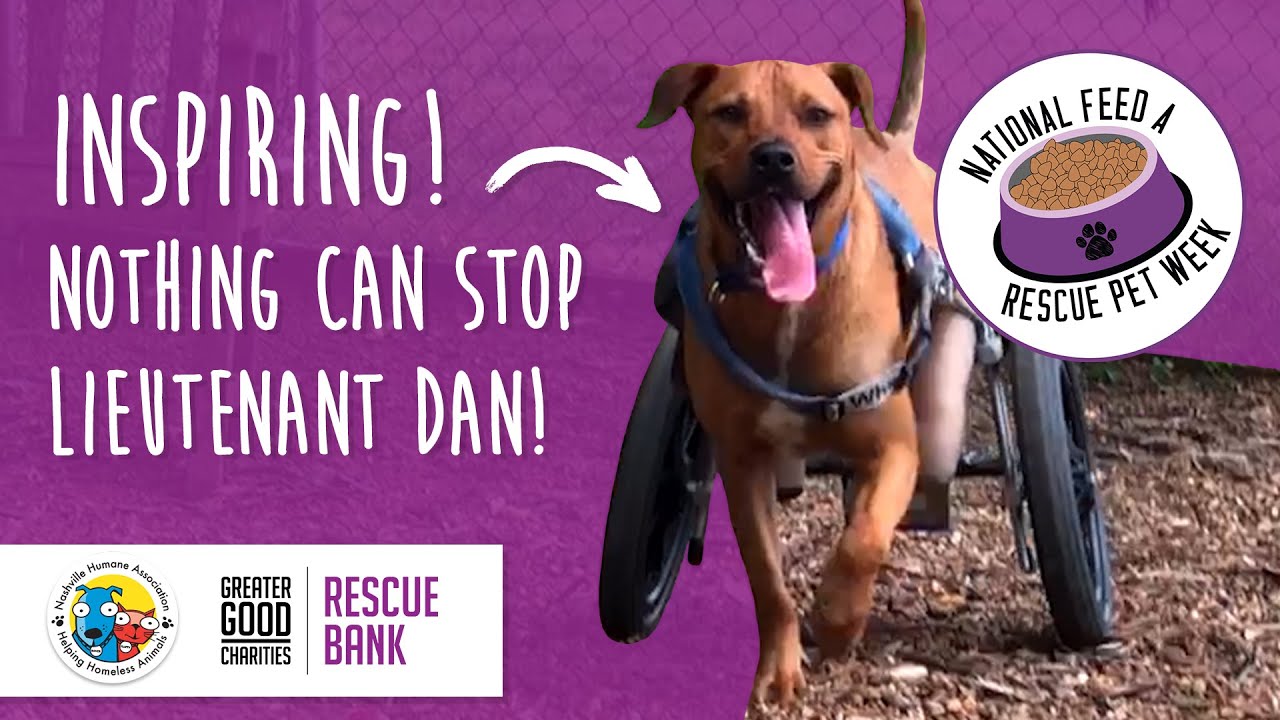 Rescue Bank Ambassadors Lt. Dan Gets his Wheels YouTube
