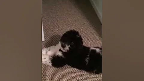 Cutest puppy ever Charley