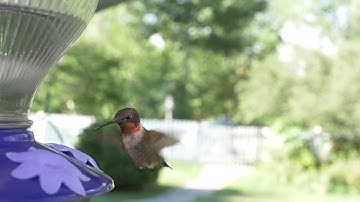 Humming Bird slow motion video test Lumix G9 180 fps