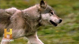 Life After People: Wolves Invade Homes in Post-Human World (Season 1)