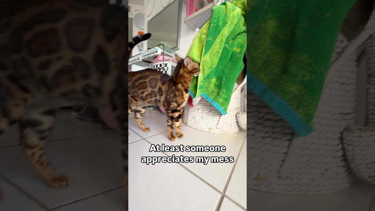 SOUND ON 🔊 for Pickles the Bengal Cat destruction 😹 