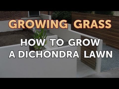 Video: Dichondra Care - Cómo hacer crecer la cubierta vegetal de Dichondra