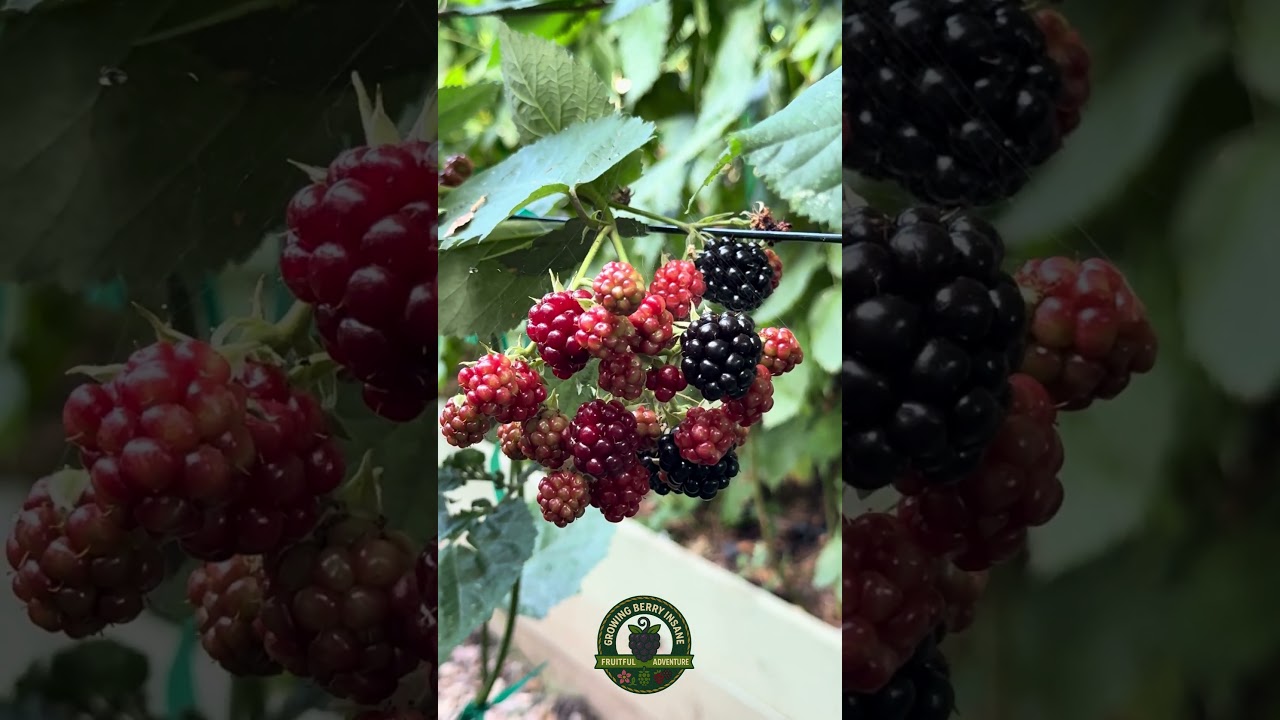 Navaho Thornless BlackBerry has its first berries in September 2025 