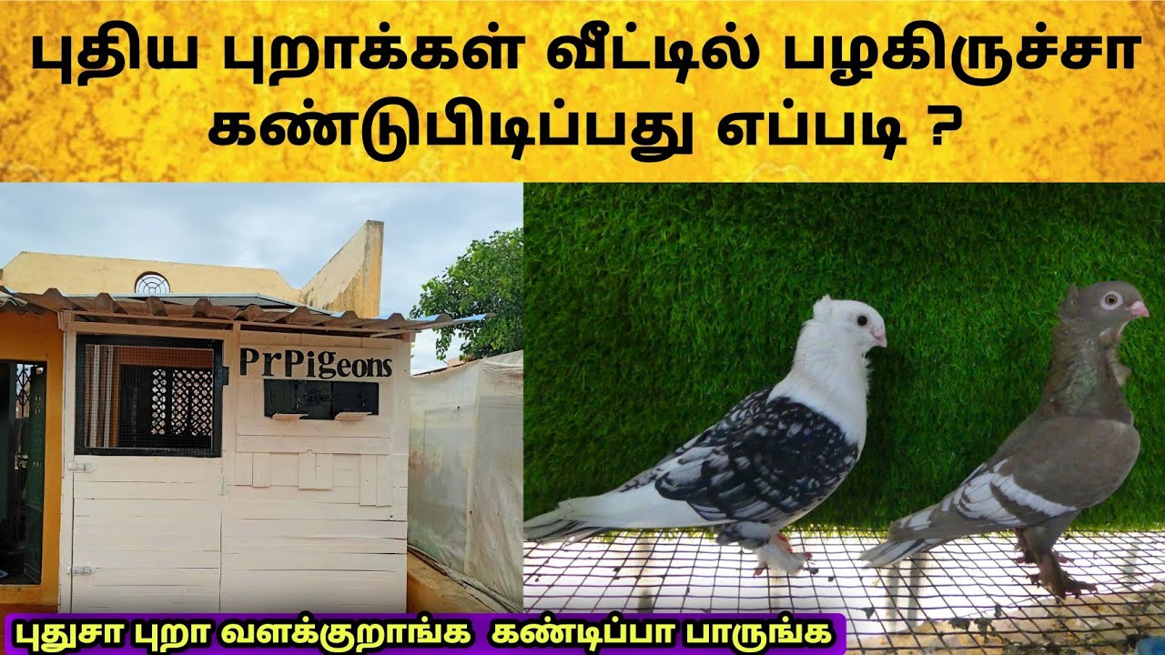 🕊️உங்கள் புதிய புறாக்கள் உங்களிடம் பழகிருச்சா  கண்டுபிடிப்பது எப்படி ? 😎 | Pr Pigeons