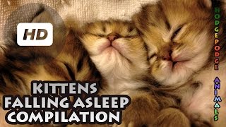 Detalles Kittens Falling Asleep Compilation Guía