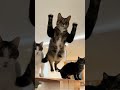 Кошки допрыгались 😂 Милые и смешные котики 2025 Видео с котятами #shorts