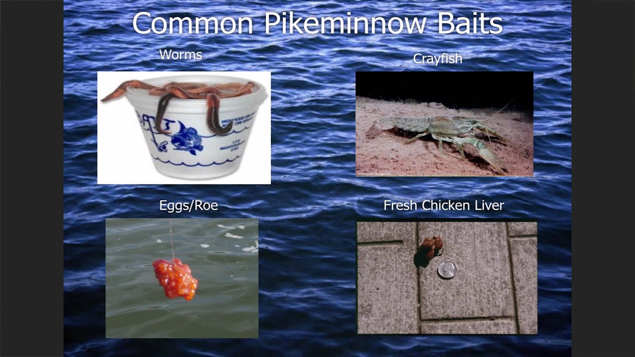 Pikeminnow Rigs How-To-Catch-Pikeminnow Instructional Seminar - YouTube