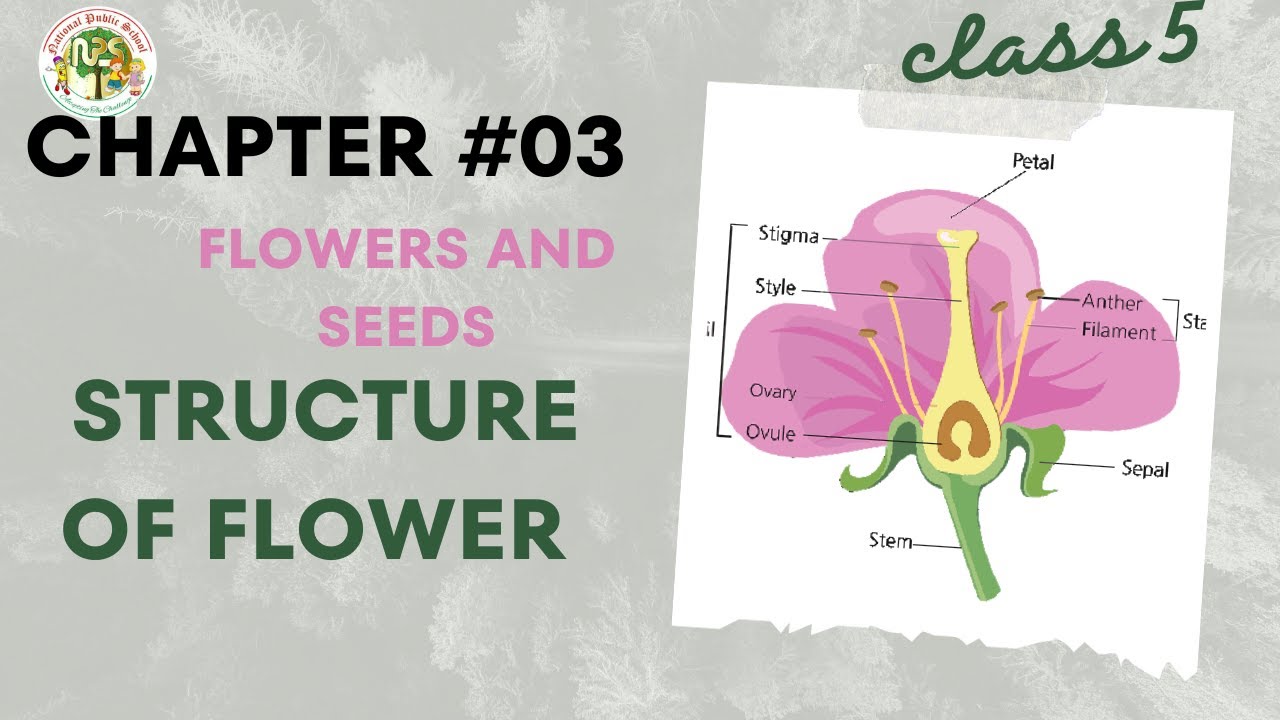 Structure of Flower in Chapter 03 General Science Class 5 - YouTube