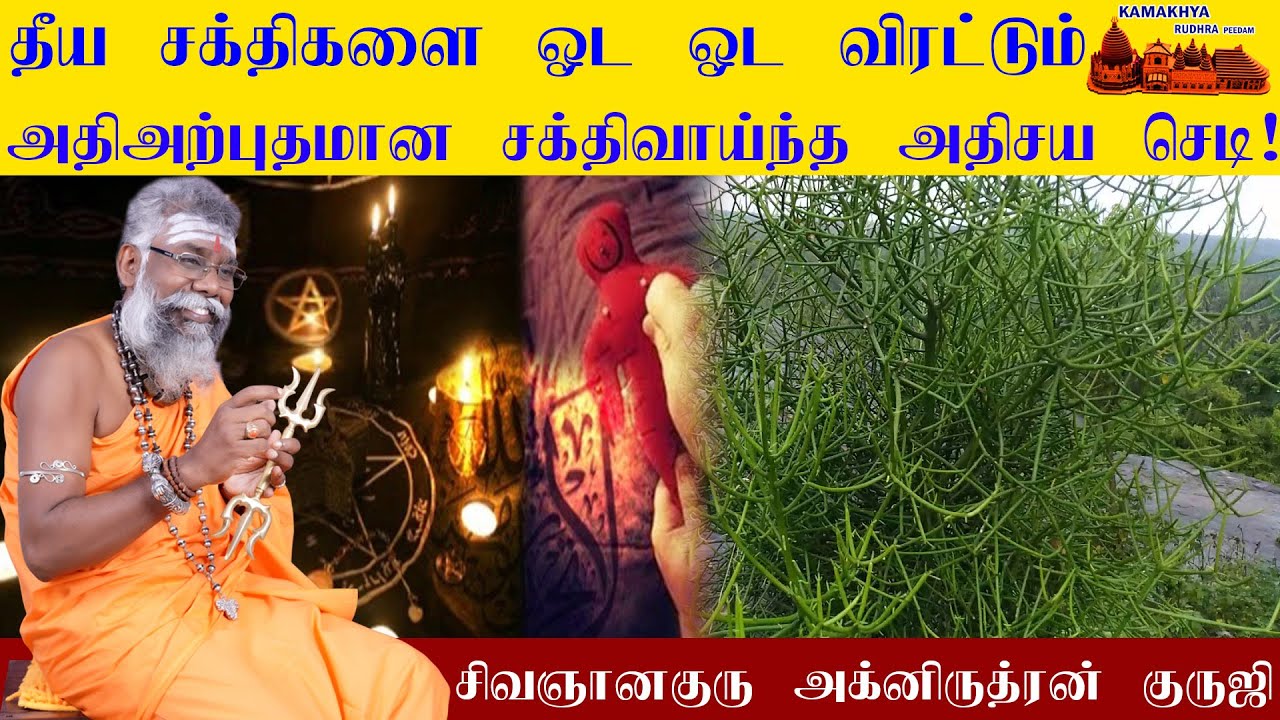 தீயசக்திகளை ஓட ஓட விரட்டும் அதிஅற்புதமான சக்திவாய்ந்த அதிசய செடி |கொடிக்கள்ளி| Kodikalli | ருத்ரன்ஜி