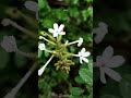 Doctorbush: Nature's gentle healer🌿 #karnataka #flora #dharwad #chitrak #leadwort Plumbago zeylanica