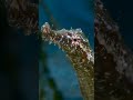 Alligator Pipefish - トゲヨウジ  | #Okinawa #Underwater #Macro