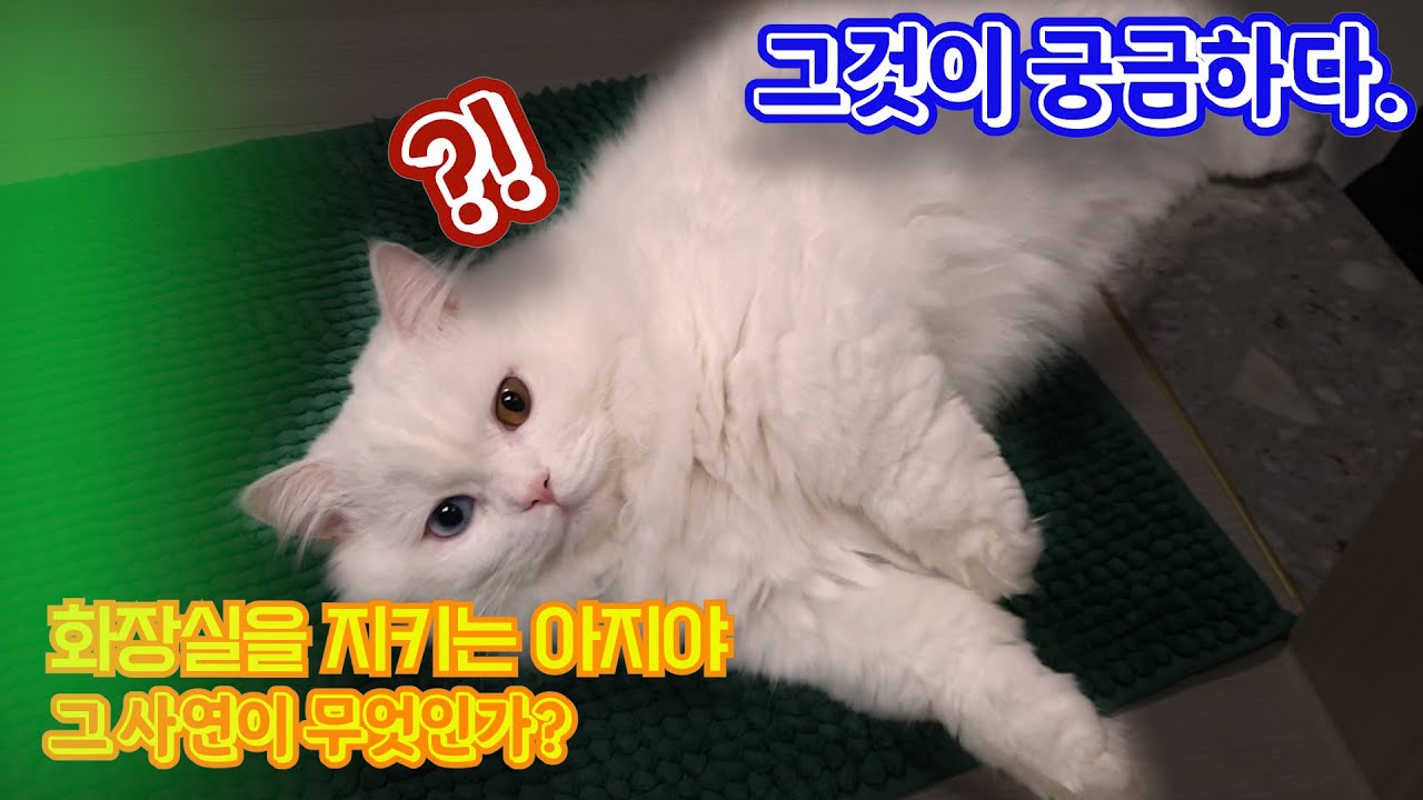 "나폴레옹 미뉴에트" 고양이(아지)가 화장실 앞을 지키는 이유l The reason why cats keep in front of the bathroom. YouTube