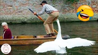 Try Not To Laugh Watching Funny Animals Compilation | Funny Wild And Farm Animals Videos 🐴🦍