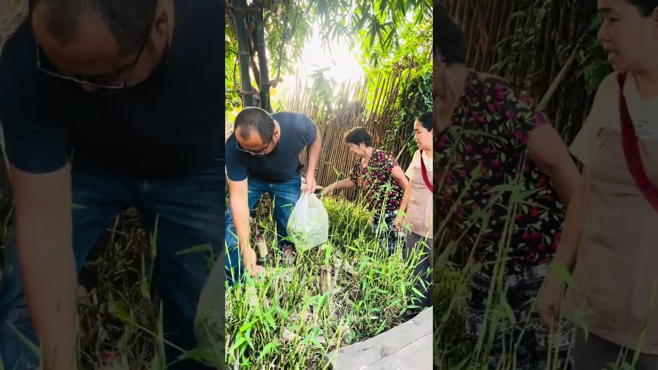 หาแหนงหน่อไม้