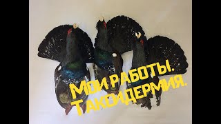 Мои работы.  Таксидермия.