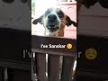 😊kisi ko mere sanskar dikhai diye #shorts #viral #funny #comedy #cute #pets #minivlog #dog #love