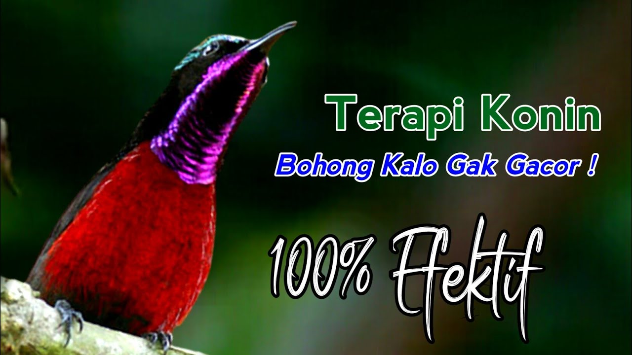 TERAPI AMPUH Untuk KONIN Bahan AGAR RAJIN BUNYI dan GACOR Dengan HITUNGAN MENIT