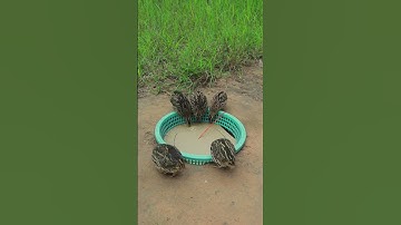 Creative DIY Quail Trap Method With Paper and Basket #shorts #youtube #youtubeshorts