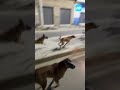 Motociclista é perseguido por matilha de cachorros e se diverte #shorts
