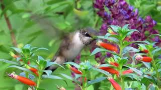 Another Ruby-throated Hummingbird in Slow Motion