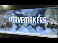 Why you need wavemakers in cichlid tanks