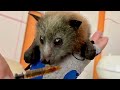 Baby flyingfox in care  hopscotch with maggie