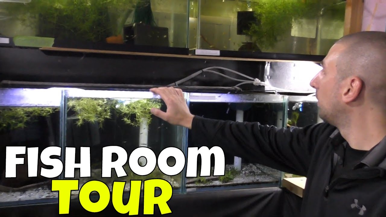 aquarium plants He Breeds over 40 Species Every Year from His Fish Room